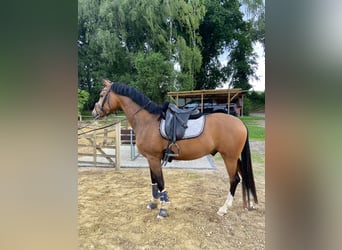Deutsches Reitpony, Wallach, 5 Jahre, 149 cm, Buckskin