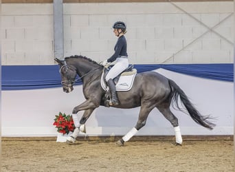 Deutsches Reitpony, Wallach, 5 Jahre, 149 cm, Dunkelbrauner
