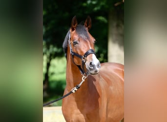 Deutsches Reitpony, Wallach, 5 Jahre, 149 cm, Hellbrauner