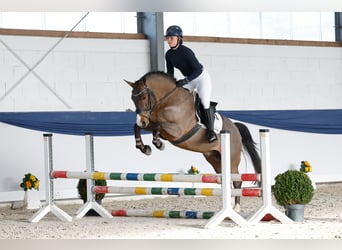 Deutsches Reitpony, Wallach, 5 Jahre, 150 cm, Brauner