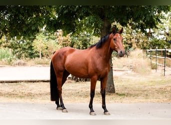 Deutsches Reitpony, Wallach, 5 Jahre, 150 cm, Brauner