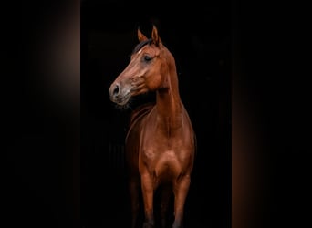 Deutsches Reitpony, Wallach, 5 Jahre, 150 cm, Brauner