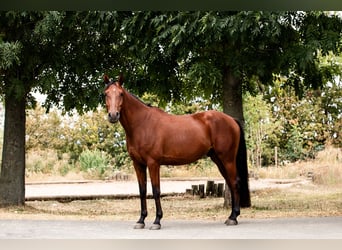 Deutsches Reitpony, Wallach, 5 Jahre, 150 cm, Brauner