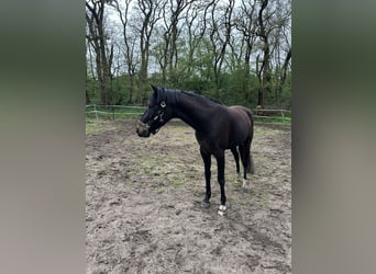 Deutsches Reitpony, Wallach, 5 Jahre, 150 cm