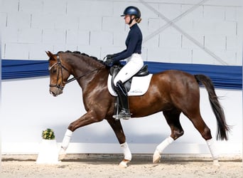 Deutsches Reitpony, Wallach, 5 Jahre, 150 cm, Dunkelfuchs
