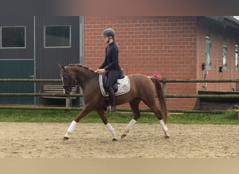 Deutsches Reitpony, Wallach, 5 Jahre, 150 cm, Dunkelfuchs