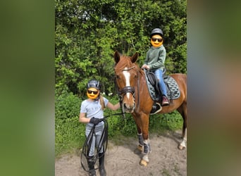 Deutsches Reitpony, Wallach, 5 Jahre, 150 cm, Fuchs