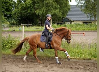 Deutsches Reitpony, Wallach, 5 Jahre, 150 cm, Fuchs