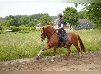 Deutsches Reitpony, Wallach, 5 Jahre, 150 cm, Fuchs