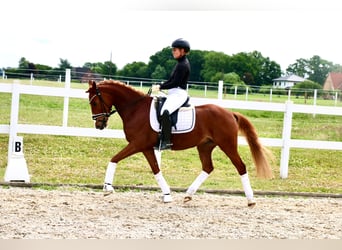 Deutsches Reitpony, Wallach, 5 Jahre, 150 cm, Fuchs