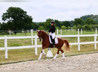Deutsches Reitpony, Wallach, 5 Jahre, 150 cm, Fuchs