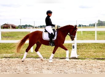 Deutsches Reitpony, Wallach, 5 Jahre, 150 cm, Fuchs