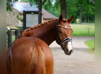 Deutsches Reitpony, Wallach, 5 Jahre, 150 cm, Fuchs