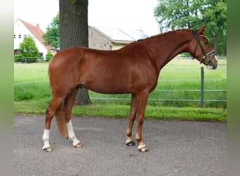 Deutsches Reitpony, Wallach, 5 Jahre, 150 cm, Fuchs
