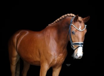 Deutsches Reitpony, Wallach, 5 Jahre, 150 cm, Fuchs
