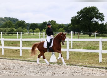 Deutsches Reitpony, Wallach, 5 Jahre, 150 cm, Fuchs