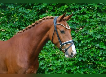 Deutsches Reitpony, Wallach, 5 Jahre, 150 cm, Fuchs