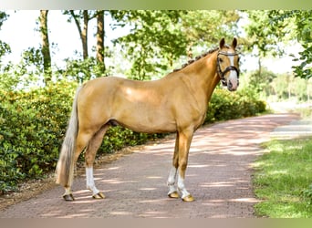 Deutsches Reitpony, Wallach, 5 Jahre, 150 cm, Palomino