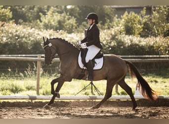 Deutsches Reitpony, Wallach, 5 Jahre, 151 cm, Falbe