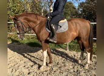 Deutsches Reitpony, Wallach, 5 Jahre, 151 cm, Fuchs