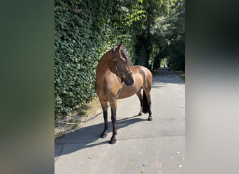 Deutsches Reitpony, Wallach, 5 Jahre, 152 cm, Brauner