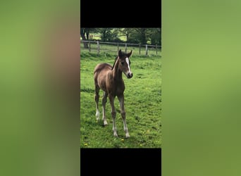 Deutsches Reitpony, Wallach, 5 Jahre, 152 cm, Brauner