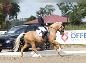 Deutsches Reitpony, Wallach, 5 Jahre, 152 cm