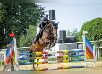Deutsches Reitpony, Wallach, 5 Jahre, 152 cm, Dunkelbrauner