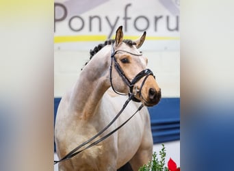 Deutsches Reitpony, Wallach, 5 Jahre, 152 cm, Falbe