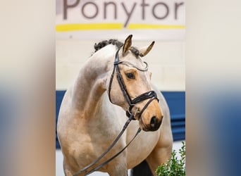 Deutsches Reitpony, Wallach, 5 Jahre, 152 cm, Falbe