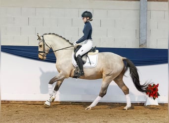 Deutsches Reitpony, Wallach, 5 Jahre, 152 cm, Falbe