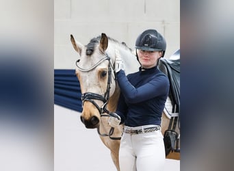 Deutsches Reitpony, Wallach, 5 Jahre, 152 cm, Falbe