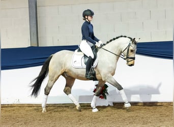 Deutsches Reitpony, Wallach, 5 Jahre, 152 cm, Falbe