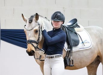 Deutsches Reitpony, Wallach, 5 Jahre, 152 cm, Falbe