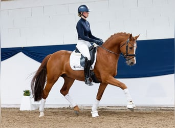 Deutsches Reitpony, Wallach, 5 Jahre, 152 cm, Fuchs