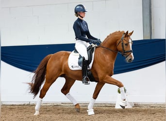 Deutsches Reitpony, Wallach, 5 Jahre, 152 cm, Fuchs