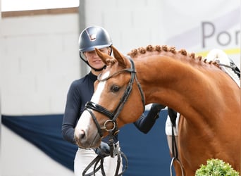 Deutsches Reitpony, Wallach, 5 Jahre, 152 cm, Fuchs