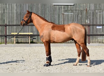 Deutsches Reitpony, Wallach, 5 Jahre, 152 cm, Fuchs