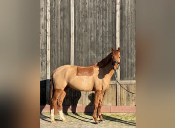 Deutsches Reitpony, Wallach, 5 Jahre, 152 cm, Fuchs