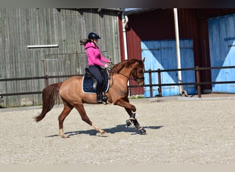 Deutsches Reitpony, Wallach, 5 Jahre, 152 cm, Fuchs