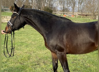 Deutsches Reitpony, Wallach, 5 Jahre, 152 cm, Schwarzbrauner