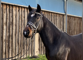 Deutsches Reitpony, Wallach, 5 Jahre, 152 cm, Schwarzbrauner