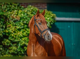 Deutsches Reitpony, Wallach, 5 Jahre, 153 cm, Fuchs