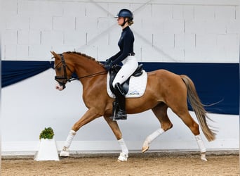 Deutsches Reitpony, Wallach, 5 Jahre, 153 cm, Fuchs