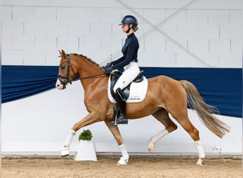 Deutsches Reitpony, Wallach, 5 Jahre, 153 cm, Fuchs