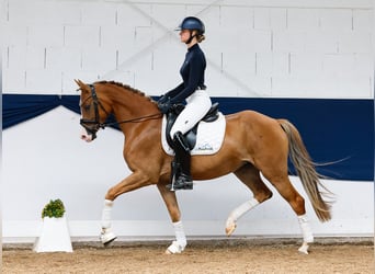 Deutsches Reitpony, Wallach, 5 Jahre, 153 cm, Fuchs