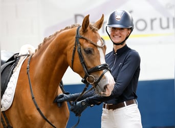 Deutsches Reitpony, Wallach, 5 Jahre, 153 cm, Fuchs