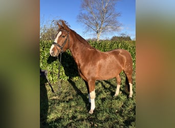 Deutsches Reitpony, Wallach, 5 Jahre, 153 cm, Fuchs