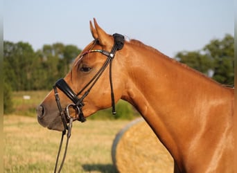 Deutsches Reitpony, Wallach, 5 Jahre, 153 cm, Fuchs