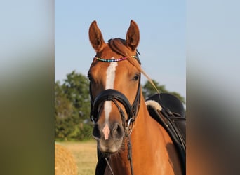 Deutsches Reitpony, Wallach, 5 Jahre, 153 cm, Fuchs